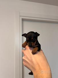 Cuccioli di Pinscher Nano