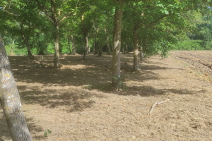 Terreno agricolo pianeggiante