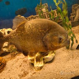 Piranha grandi 7