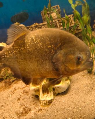 Piranha grandi 7