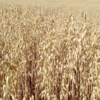 Avena in granella varietà maremmana