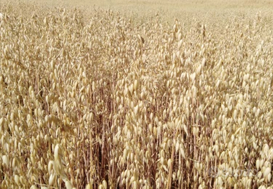 Avena in granella varietà maremmana