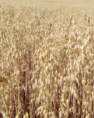 Avena in granella varietà maremmana