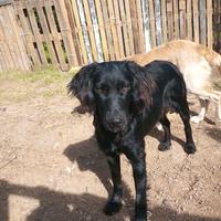 Sassari, simil flat coated retriver