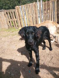 Sassari, simil flat coated retriver