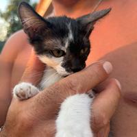 Gattini gratis zona crotone e provincia