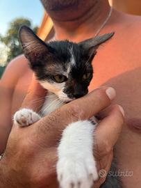 Gattini gratis zona crotone e provincia