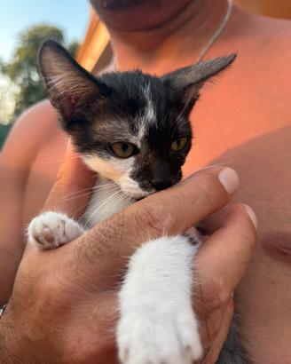 Gattini gratis zona crotone e provincia