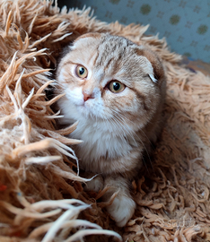 Cucciola Scottish Golden