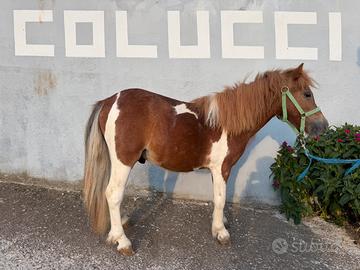 Pony