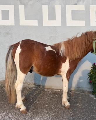 Pony