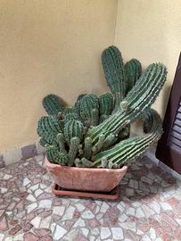 Pianta grassa