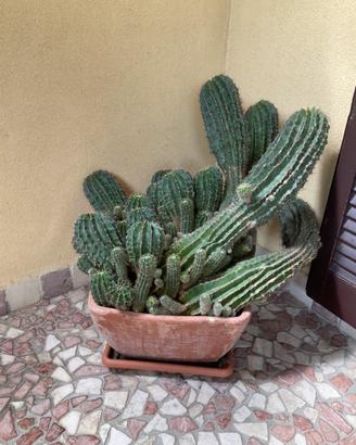 Pianta grassa