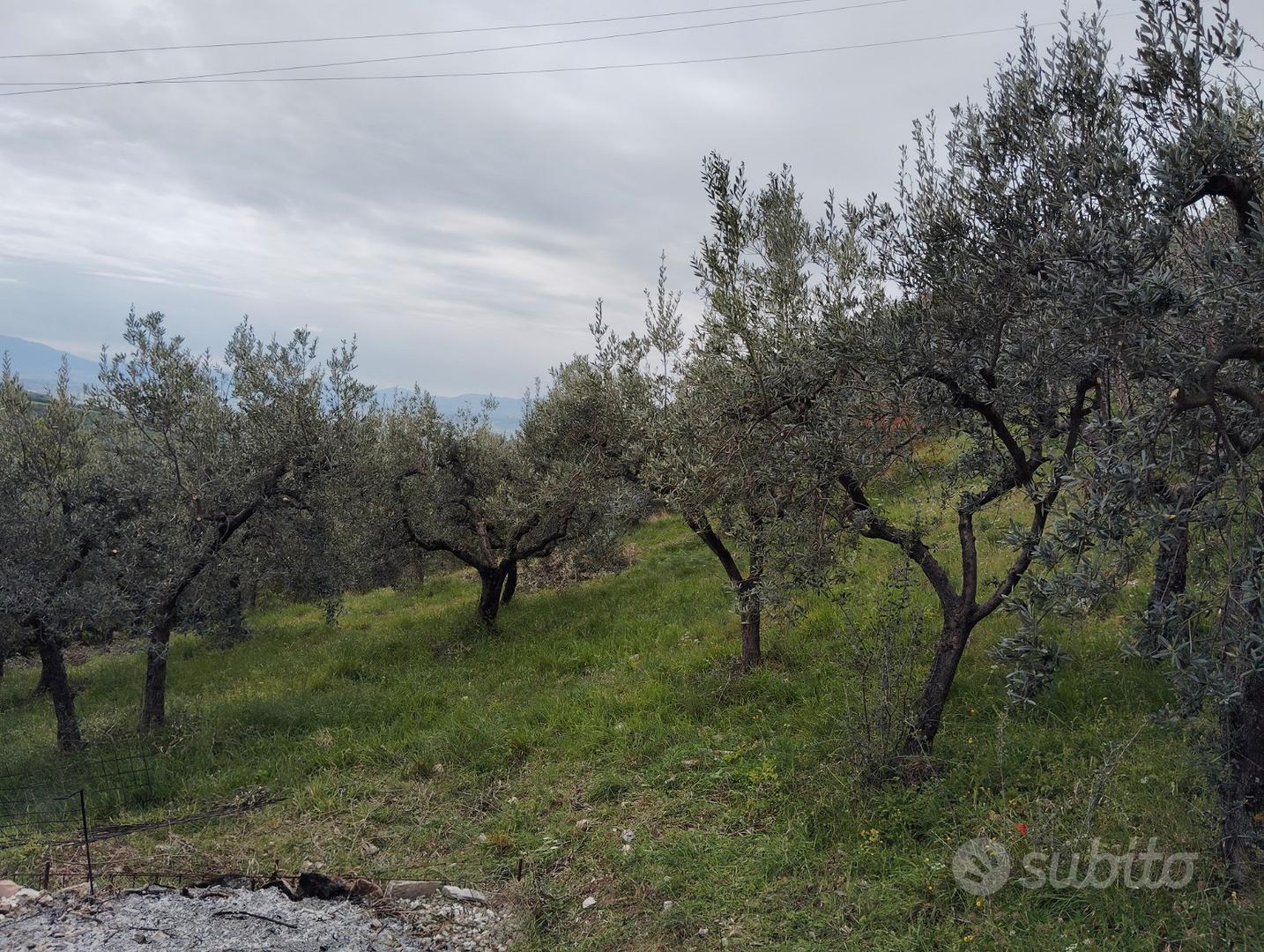 Terreno Spello - Collepino - Vista 3