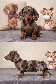 Cuccioli di bassotto