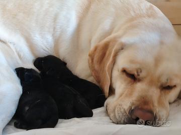 Cucciolata Labrador Retriver