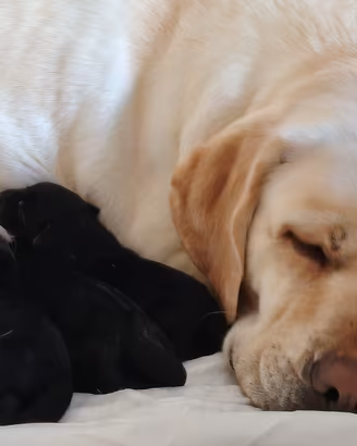 Cucciolata Labrador Retriver