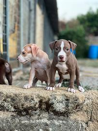 American pitbull terrier