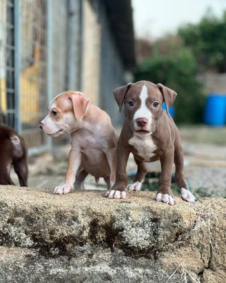 American pitbull terrier