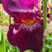 5 Rizomi Iris Germanica 