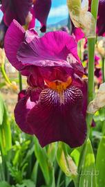 5 Rizomi Iris Germanica 