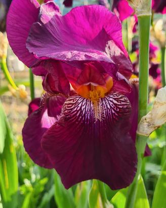 5 Rizomi Iris Germanica 