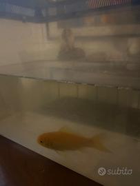Pesce rosso