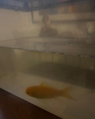 Pesce rosso