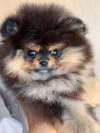 Pomerania cuccioli mini mini