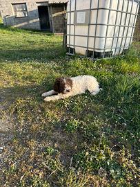 Lagotto