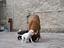 Immagine 3