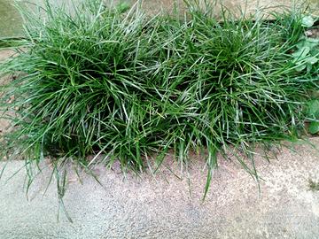 Erba Convallaria Japonica 3 piantine 1 euro