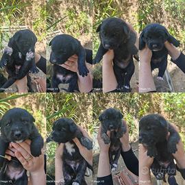 Cuccioli di cane meticci