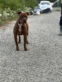 American pitbull terrier