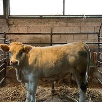 Vitello charolaise originale