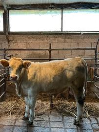 Vitello charolaise originale