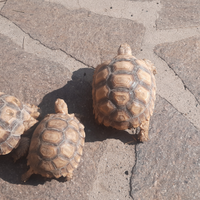 Geochelone sulcata