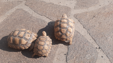 Geochelone sulcata