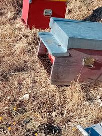 nuclei api con cassette