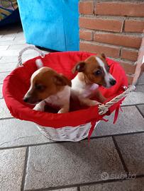Cuxxioli Jack russel