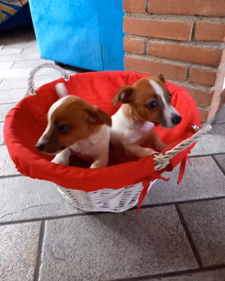 Cuxxioli Jack russel