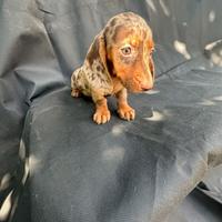 Cuccioli di bassotto nero focato