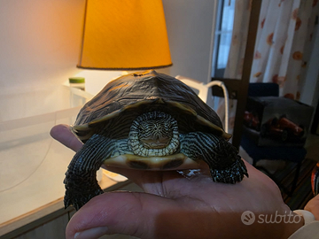 Tartarughe d'acqua dolce