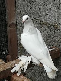 Colombi ornamentali.