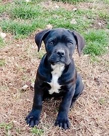Cuccioli di cane corso