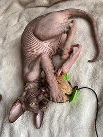 Sphynx canadese