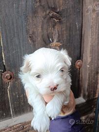 Cuccioli maltesi pedigree