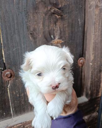 Cuccioli maltesi pedigree