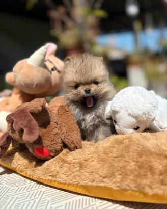 Cuccioli di spitz Pomerania tedesco nano