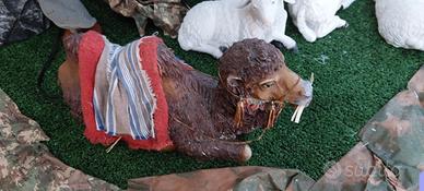 cammello in movimento